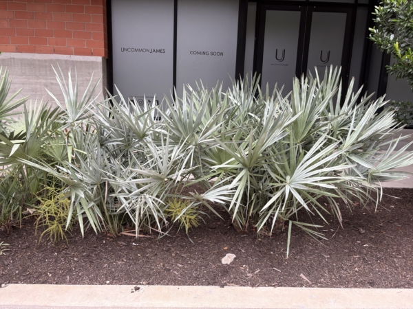 Serenoa repens sp. silver