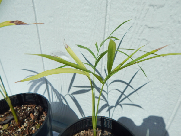 Dypsis scottiana
