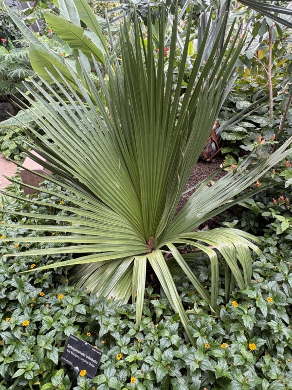 Copernicia macroglossa