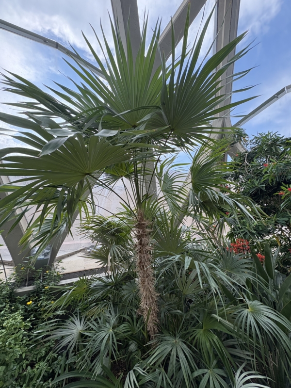 Coccothrinax crinita subsp. crinita
