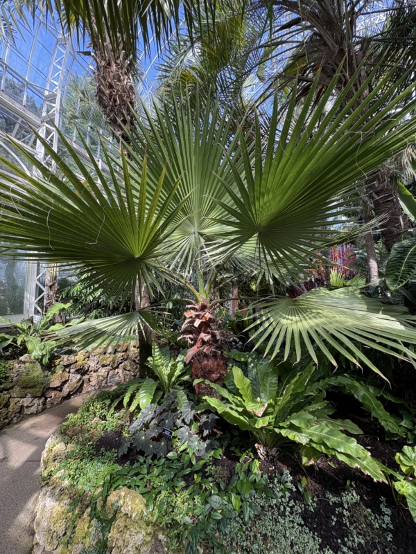 Washingtonia filifera