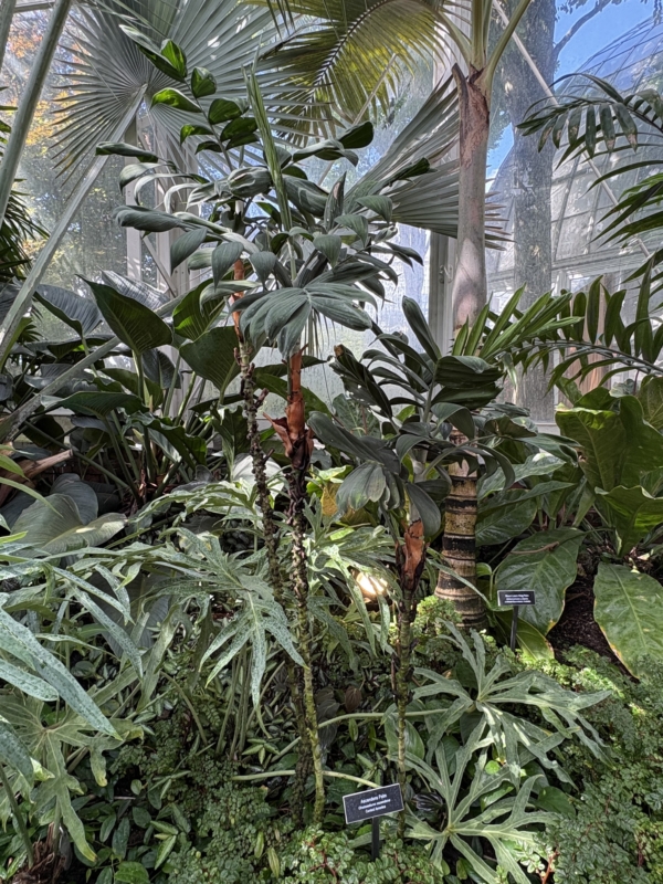 Chamaedorea adscendens