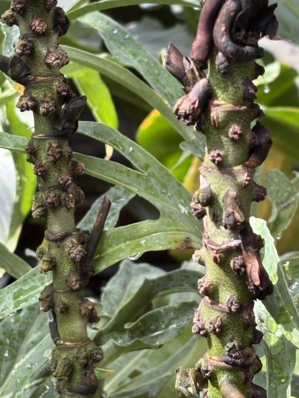 Chamaedorea adscendens