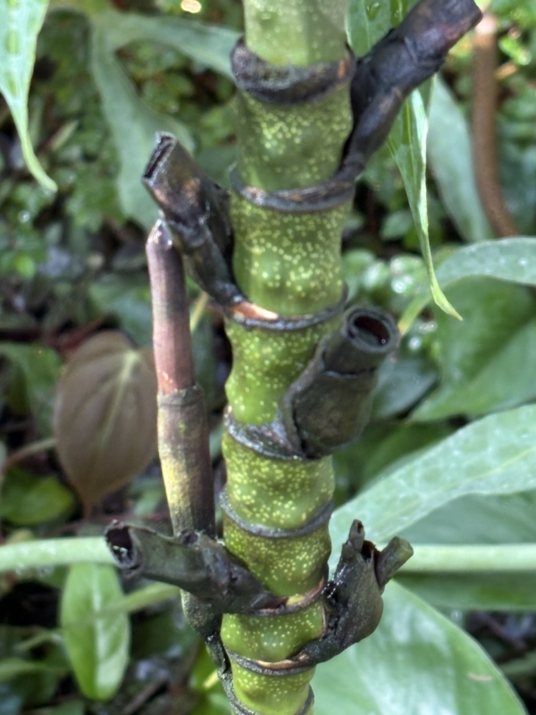 Chamaedorea adscendens
