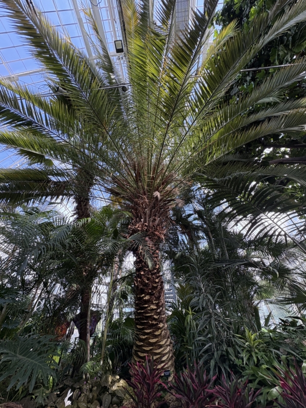 Phoenix canariensis