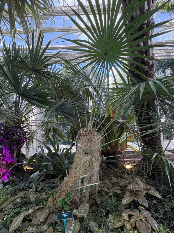 Coccothrinax crinita subsp. crinita