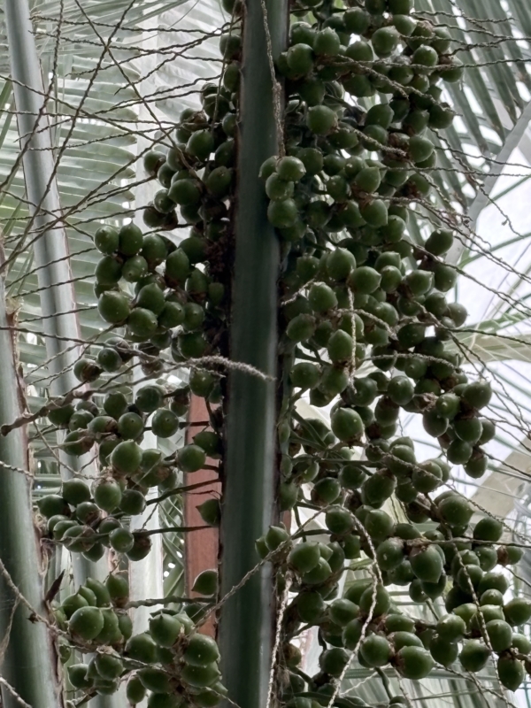 Butia capitata