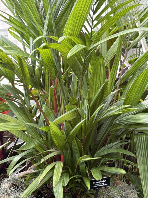 Cyrtostachys renda