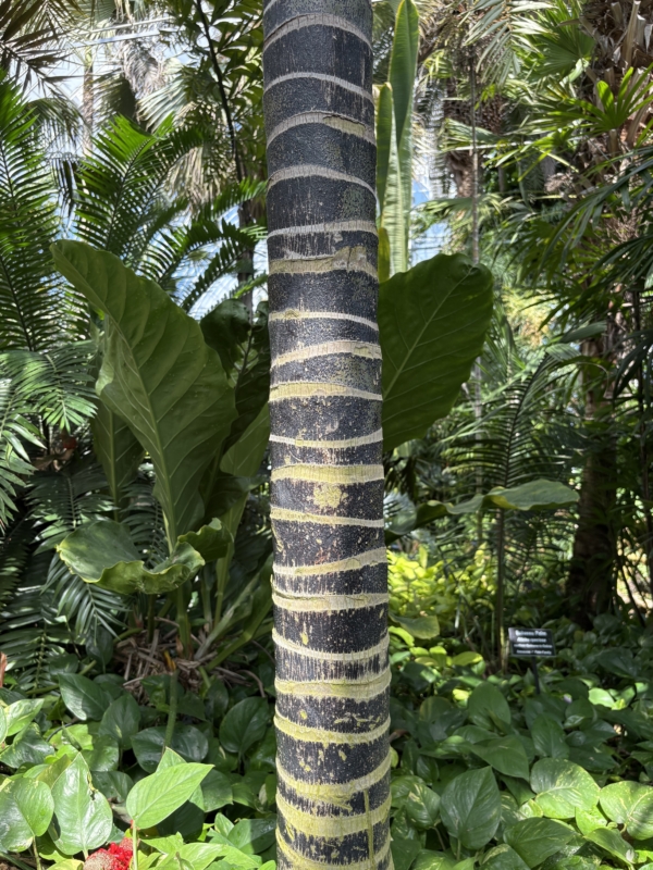 Howea forsteriana