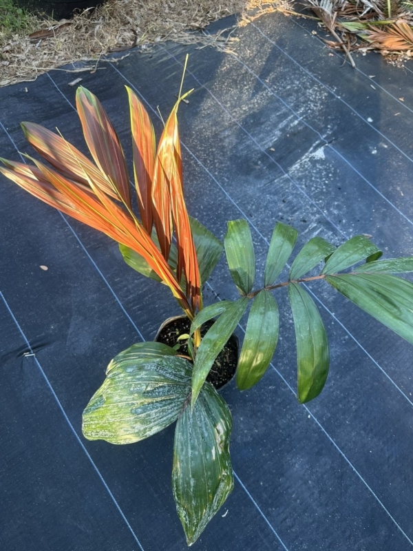 Chambeyronia macrocarpa