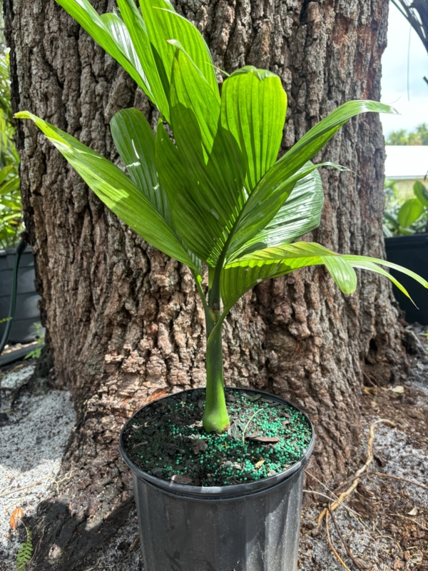 Areca catechu