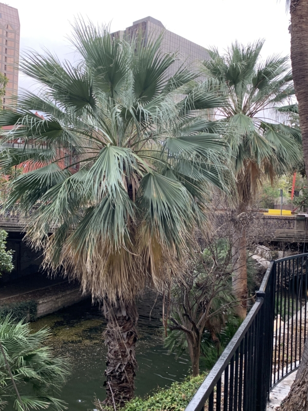 Washingtonia filifera