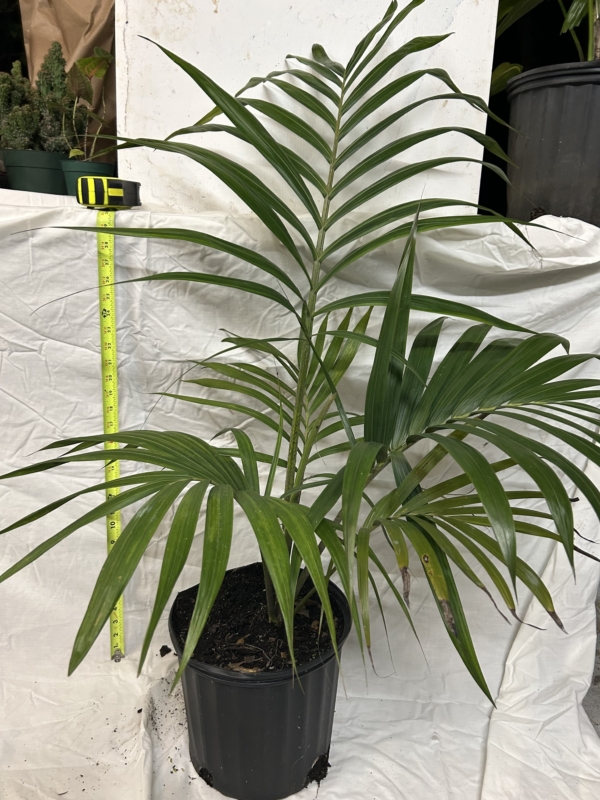 Chambeyronia oliviformis