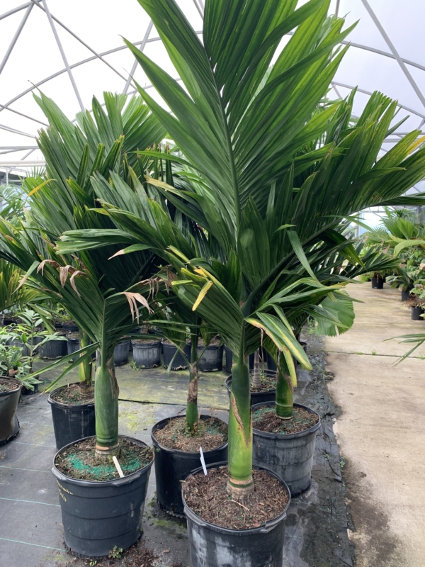 Areca catechu