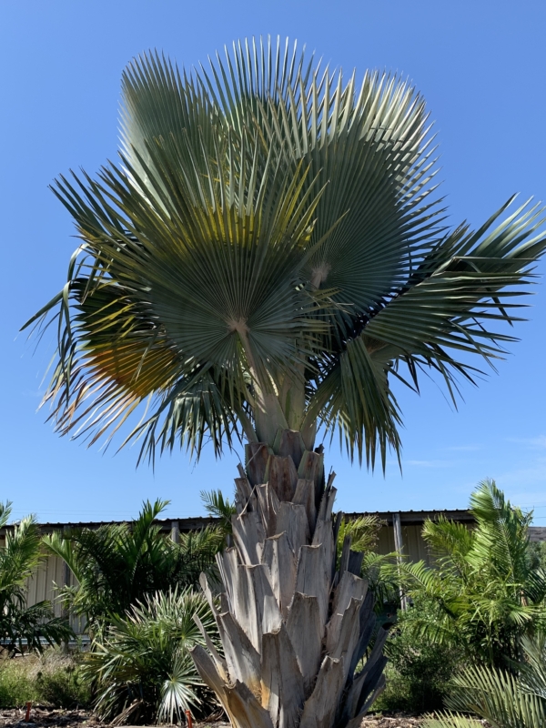 Copernicia fallaensis