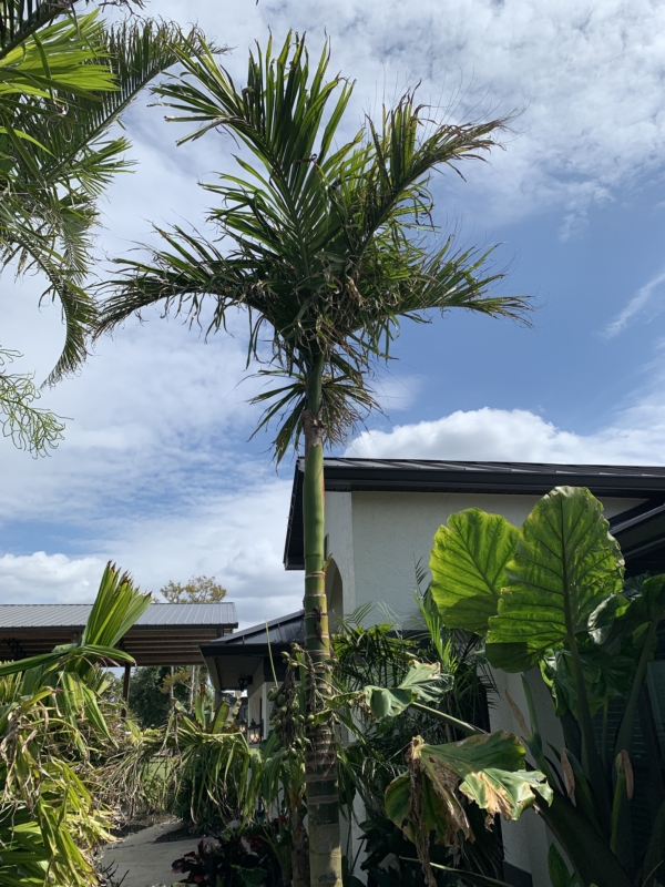 Areca catechu