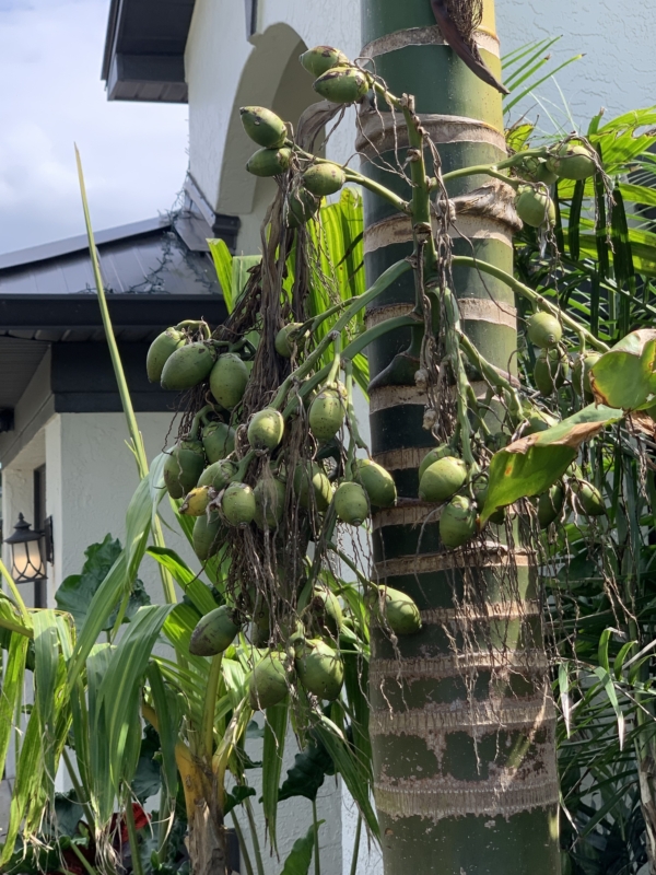 Areca catechu