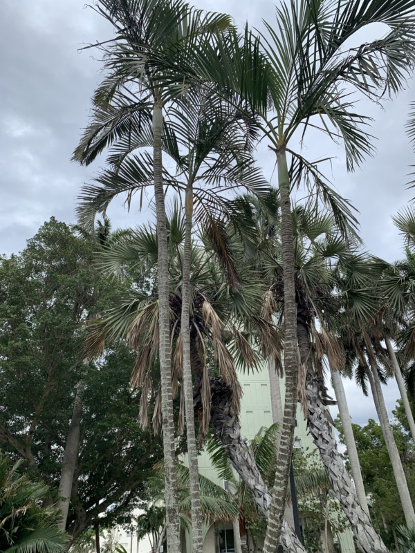 Chrysalidocarpus lutescens