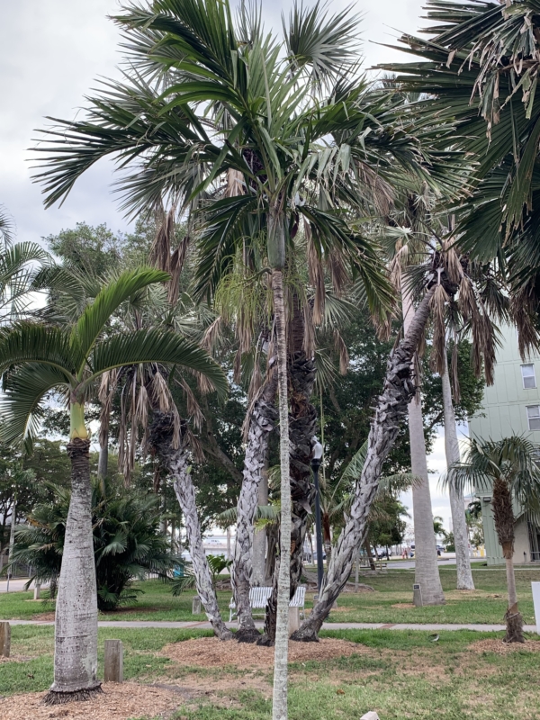 Areca catechu