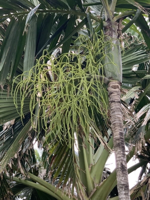 Areca catechu