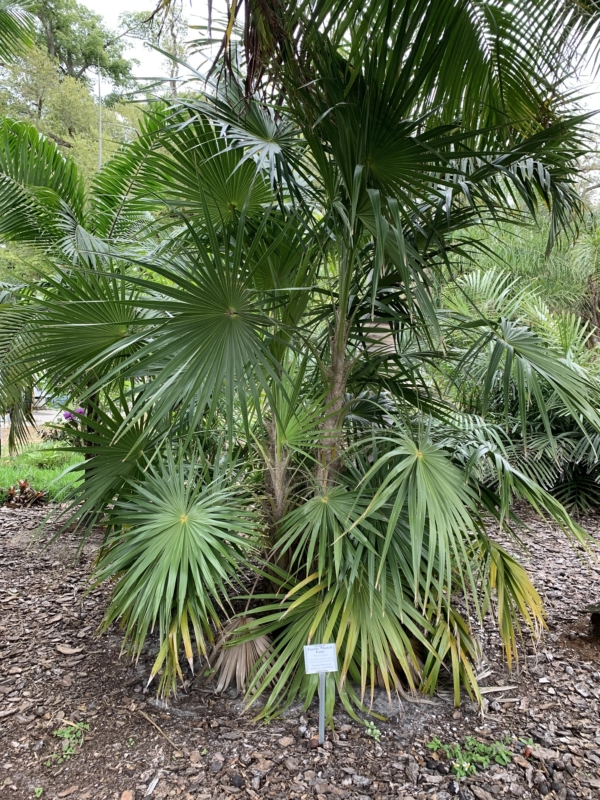 Thrinax radiata