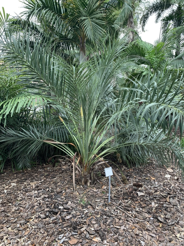 Allagoptera arenaria