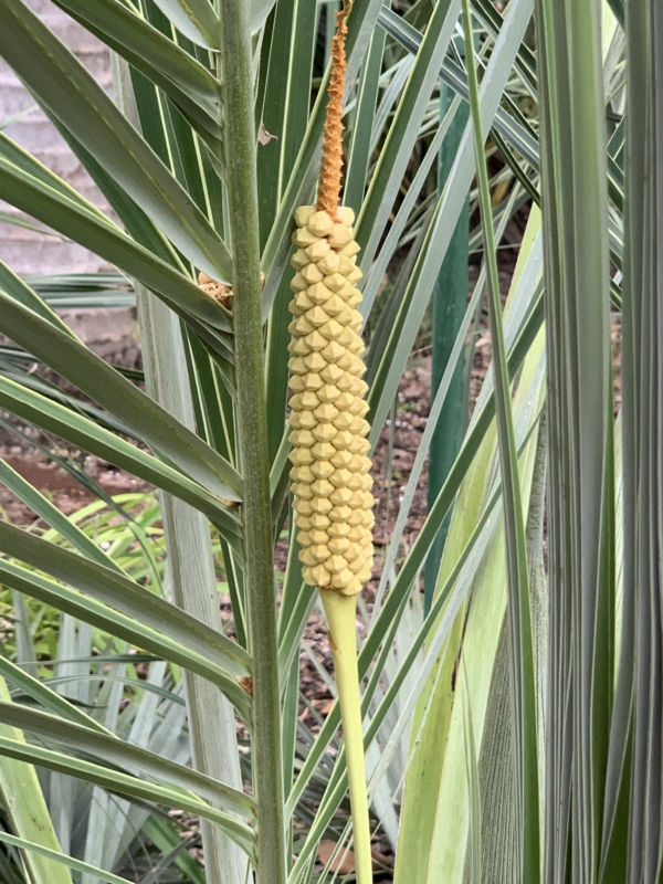 Allagoptera arenaria