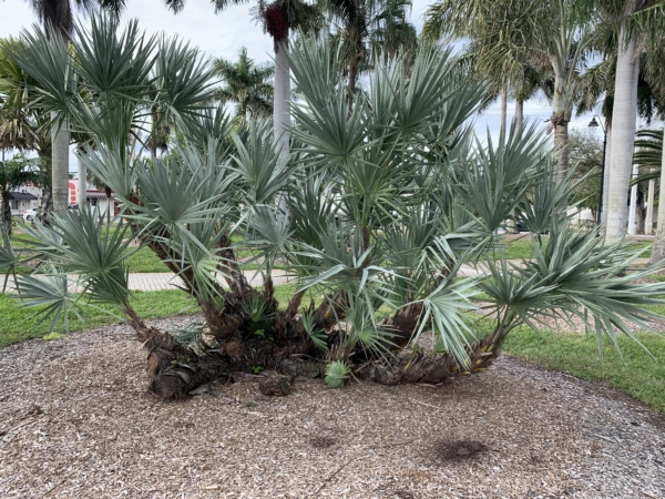Serenoa repens sp. silver