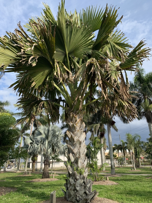 Corypha umbraculifera