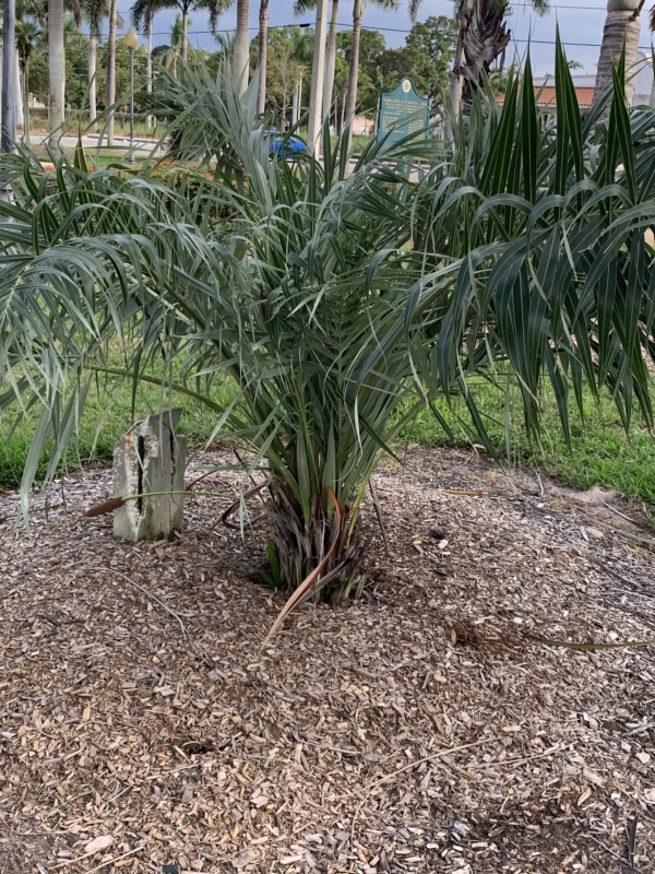 Allagoptera arenaria