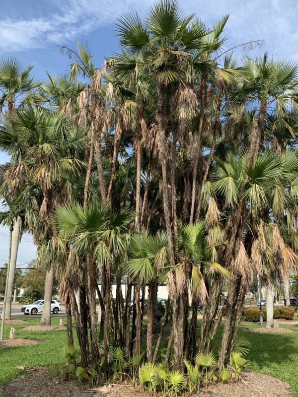 Acoelorrhaphe wrightii