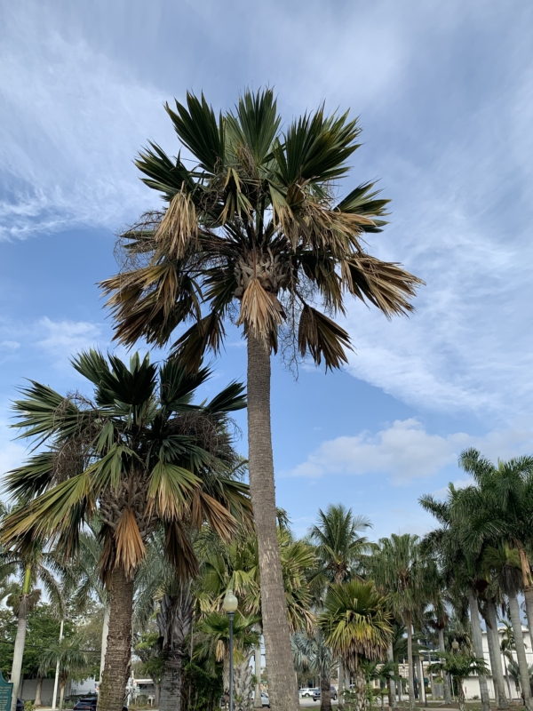 Sabal palmetto ‘Lisa’