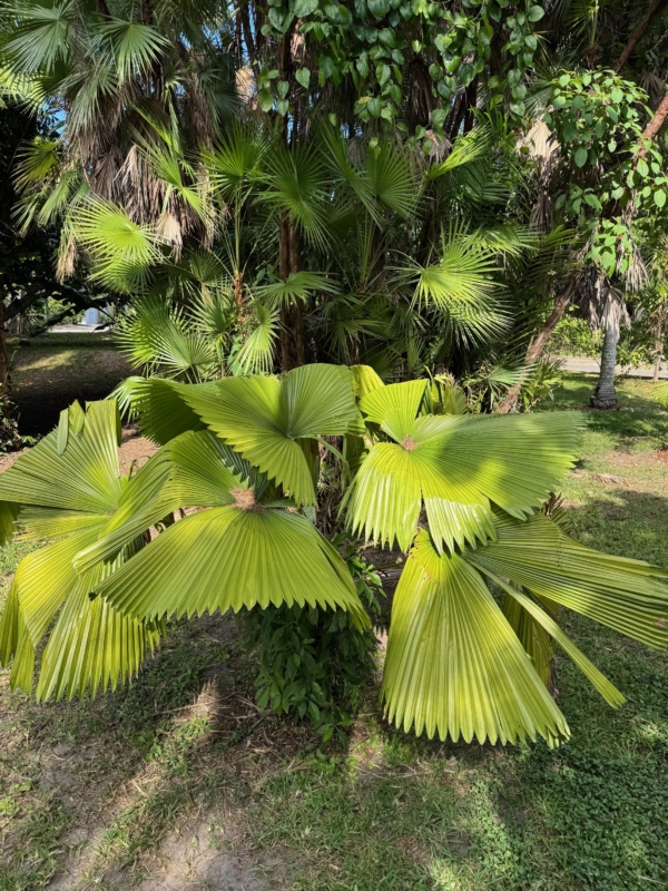 Licuala peltata var. sumawongii