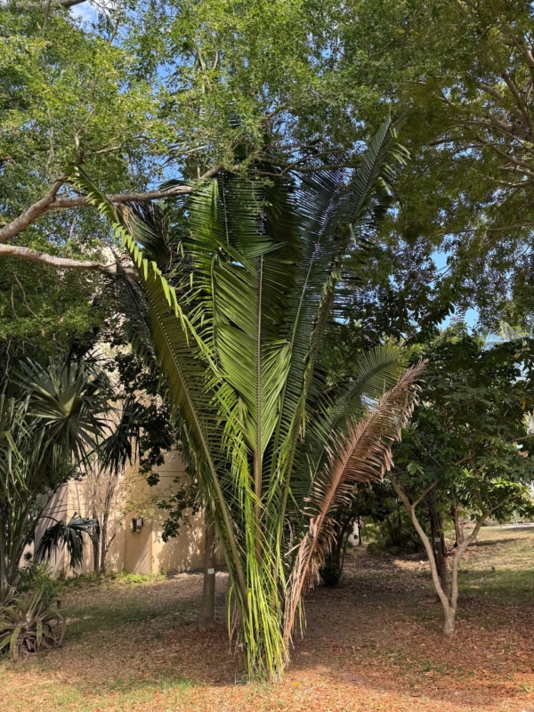 Attalea cohune
