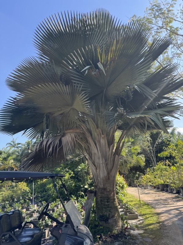 Copernicia fallaensis