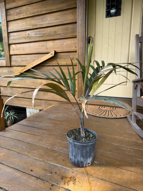 Dictyosperma album var. album