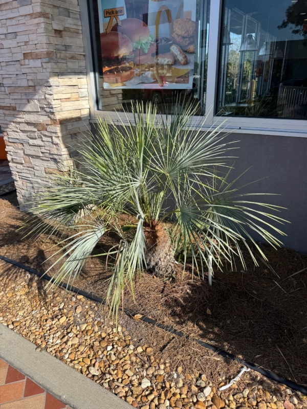Chamaerops humilis var. argentea