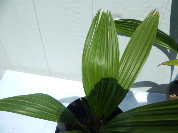Brahea edulis
