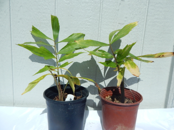 Caryota urens