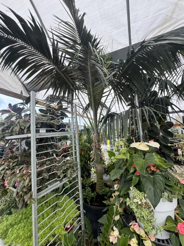 Howea forsteriana