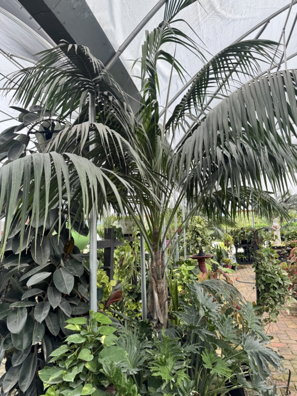 Howea forsteriana