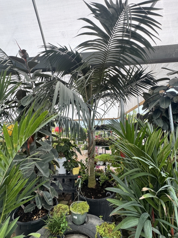 Howea forsteriana