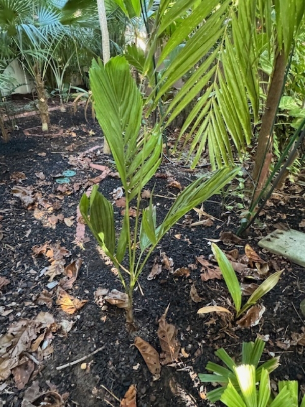 Ptychosperma elegans