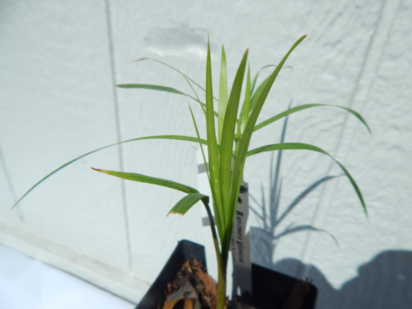Ravenea glauca
