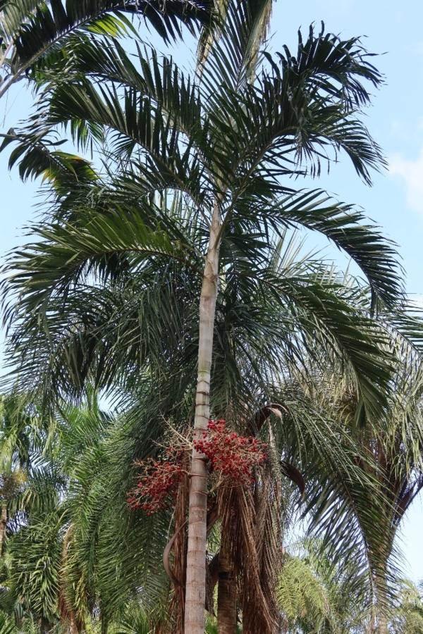 Adonidia dransfieldii