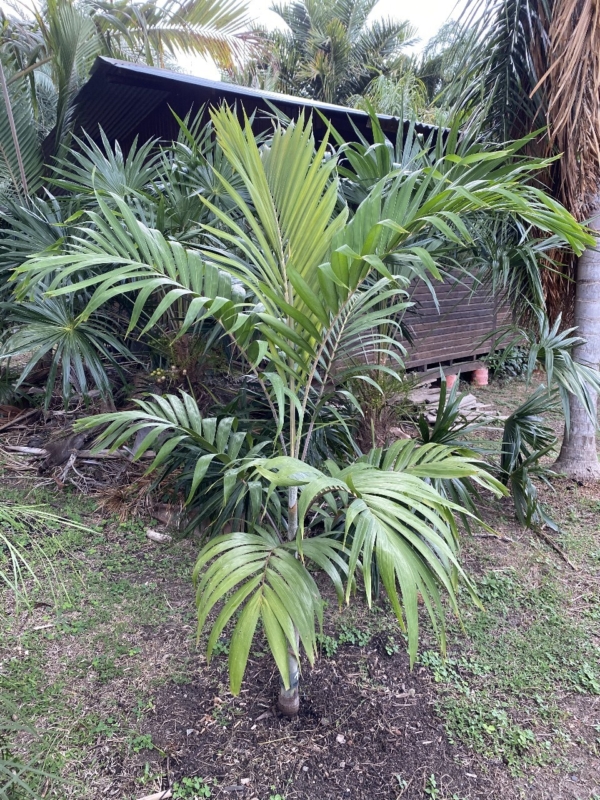 Adonidia dransfieldii