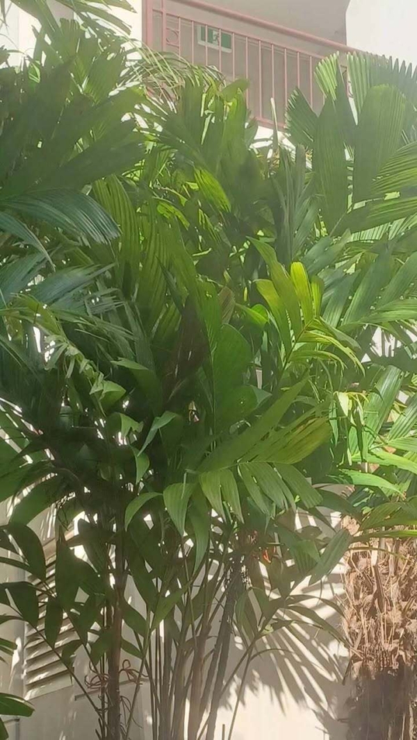 Pinanga coronata