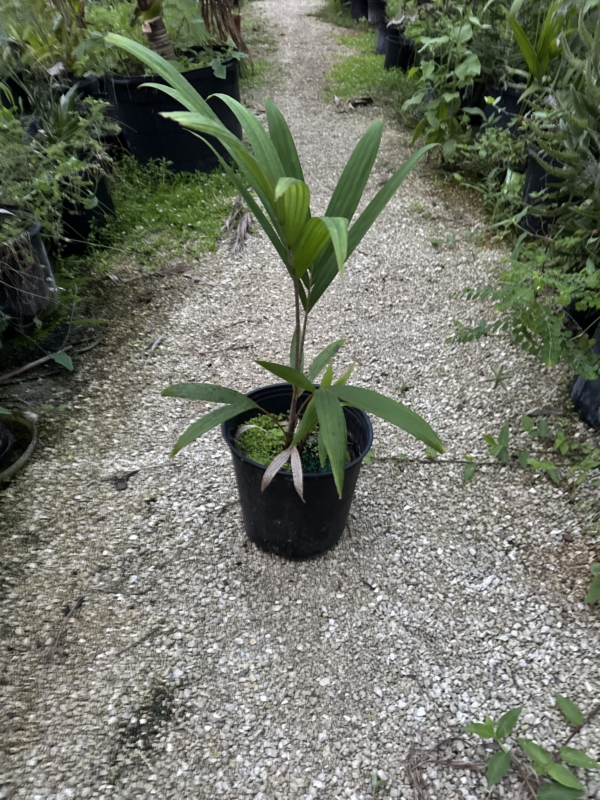 Veitchia arecina