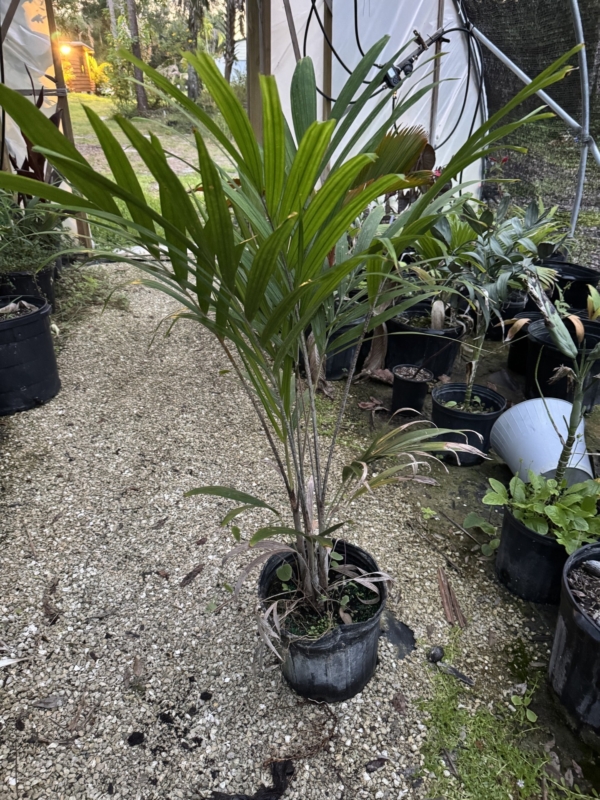 Veitchia arecina