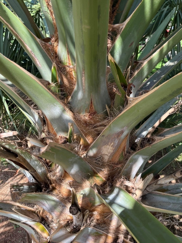 Sabal x brazoriensis